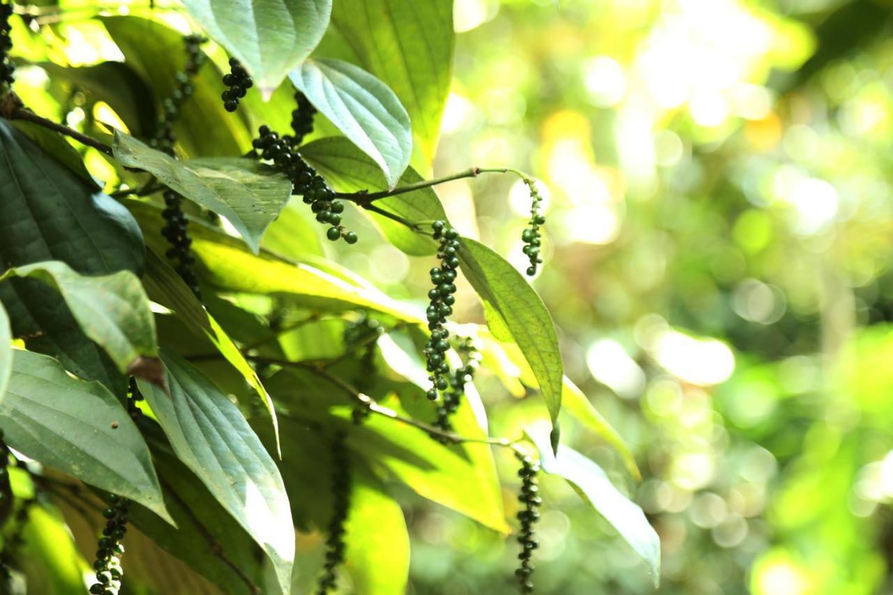 Spice Valley Home Stay & Tree House Munnar Exterior foto